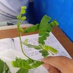 Abrus precatorius葉