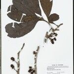 Doliocarpus guianensis Folha