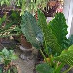 Alocasia macrorrhizosبرگ