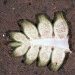 Cyclanthus bipartitus Frukt