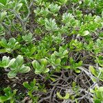 Borrichia arborescens Habitat