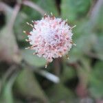 Antennaria solitaria Квітка