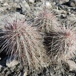 Echinocereus viridiflorus Агульны выгляд