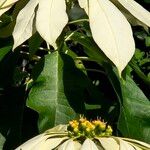 Euphorbia pulcherrimaFlower