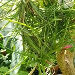 Tillandsia paleacea Yaprak