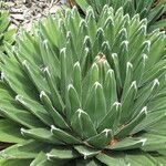 Agave victoriae-reginae Агульны выгляд