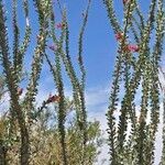 Fouquieria splendens Bark