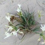 Pancratium maritimum L. Habitat