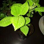 Pilea mollis Hoja