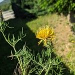 Centaurea rupestris Flower