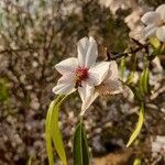 Prunus amygdalusBloem