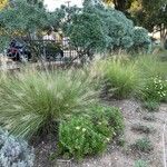 Muhlenbergia capillaris Hábito