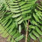 Pentaclethra eetveldeana Leaf