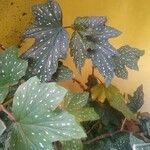 Begonia aconitifolia Blad