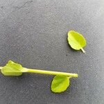 Clinopodium brownei Leaf