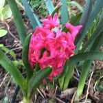 Hyacinthus orientalisFlower