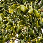 Viscum album Feuille