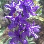 Delphinium pentagynum Λουλούδι