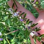 Lespedeza virginica Λουλούδι