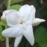 Jasminum sambac Virág