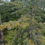 Pinus monticola Hoja