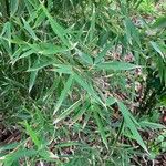 Phyllostachys viridis 葉