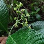 Psychotria micrantha Flower