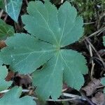 Sanicula europaea Likasa