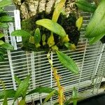Bulbophyllum rufinum Habit