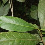 Gymnanthes riparia Hoja