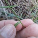 Panicum simile Leaf