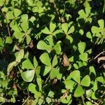 Marsilea strigosa عادت داشتن