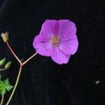 Geranium donianum Habitus