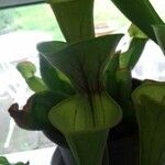 Sarracenia flava Likasa