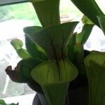 Sarracenia flava Blad