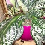 Episcia cupreata Fuelha