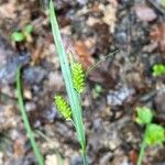 Carex pallescens Kvet