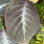 Kohleria amabilis Blad