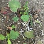 Erodium chium Leaf
