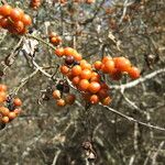 Zanthoxylum fagara Fruit