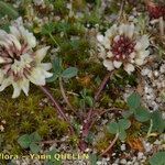 Trifolium occidentale ശീലം