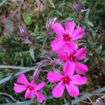 Phlox subulataFloare