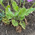 Primula sieboldii Hostoa