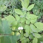 Actaea pachypodaFolha