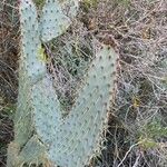 Opuntia engelmannii Leaf