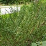 Prostanthera cuneata Diğer