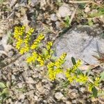 Solidago nemoralis Kvet