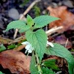 Lamium album (Leaf)