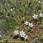 Arenaria ligericina Habit