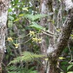 Dendrobium poissonianum Corteccia